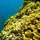 Corals Photo